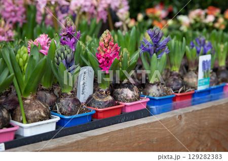 Young Hyacinthus orientalis flowering plant in the ground in seedling trays in a garden shop - preparation for planting gardening flowers concept. Horizontal. Daylight. 129282383