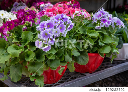 Beautiful spring primroses flowers - primula polyanthus or Perennial primrose in the garden shop at spring season. Horizontal. Close-up. Selective focus. Beautiful spring primroses flowers - primula polyanthus or Perennial primrose in the garden shop at spring season. Horizontal. Close-up. Selective focus. 129282392