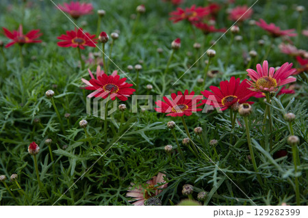 Beautifully blooming Dimorphoteca or African daisies in red color in the greek garden - springtime. Horizontal. Daylight. Selective focus. Close-up. Beautifully blooming Dimorphoteca or African daisies in red color in the greek garden - springtime. Horizontal. Daylight. Selective focus. Close-up. 129282399