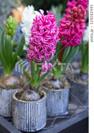 Beautiful bright pink Hyacinthus orientalis potted at the greek garden shop in spring. Vertical. Selective focus. Close-up. 129282445