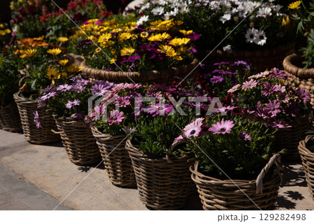 Variety of baskets full with beautifully blooming Dimorphoteca or African daisies in purple, yellow, white colors potted in the greek garden shop - springtime. Horizontal. Daylight. Variety of baskets full with beautifully blooming Dimorphoteca or African daisies in purple, yellow, white colors potted in the greek garden shop - springtime. Horizontal. Daylight. 129282498