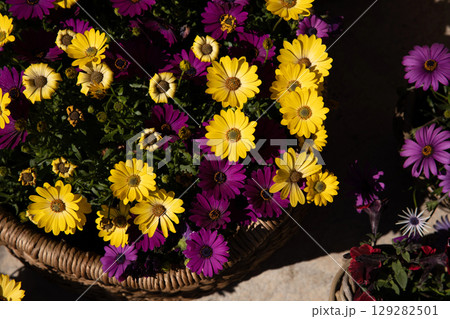 Full basket with beautifully blooming Dimorphoteca or African daisies in purple and yellow colors potted in the greek garden shop - springtime. Horizontal. Daylight. Top view. Full basket with beautifully blooming Dimorphoteca or African daisies in purple and yellow colors potted in the greek garden shop - springtime. Horizontal. Daylight. Top view. 129282501