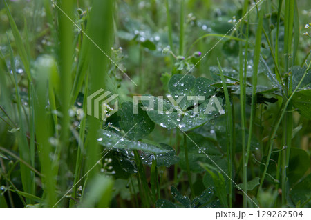 Morning dew glistens on lush green leaves of shamrock, capturing the essence of springtime life. Morning dew glistens on lush green leaves of shamrock, capturing the essence of springtime life. 129282504