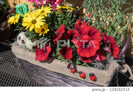 Decorative wicker basket brimming with red petunias and yellow daisies creates a vibrant display with decorative ladybugs and spotted quail eggs. Spring Easter floral arrangement 129282515