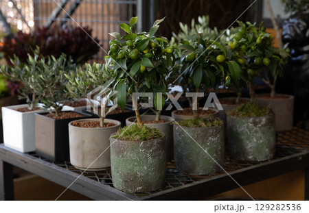 Decorative small fruit-bearing trees of kumquat or Citrus japonica plant from the Rutaceae family at the greek garden shop in February. Horizontal. Daylight. Close-up. Decorative small fruit-bearing trees of kumquat or Citrus japonica plant from the Rutaceae family at the greek garden shop in February. Horizontal. Daylight. Close-up. 129282536