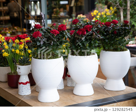 Miniature red roses in pots in a flower shop. Horizontal. Daylight. Miniature red roses in pots in a flower shop. Horizontal. Daylight. 129282545