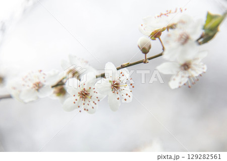 Flowering tree with white blooms in springtime. Horizontal. Close-up. Selective focus. Flowering tree with white blooms in springtime. Horizontal. Close-up. Selective focus. 129282561