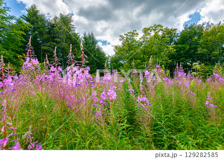 pink fireweed flower in nature. natural flora of carpathians in summer. willowherb plant blooming on the alpine meadow in front of a forest background 129282585