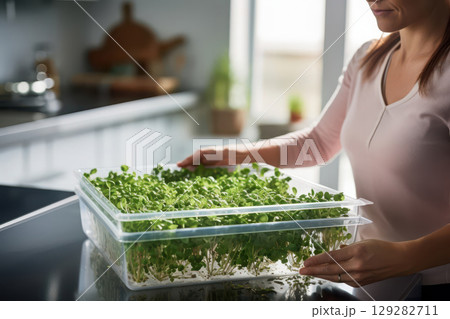Sowing microgreens in a plastic container in a bright kitchen during the day Sowing microgreens in a plastic container in a bright kitchen during the day 129282711