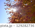 紅葉と秋の空 129282736