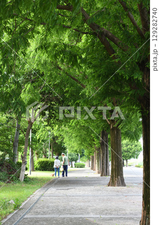 平塚馬入公園のメタセコイア並木を愛犬と散歩する老夫婦 平塚馬入公園のメタセコイア並木を愛犬と散歩する老夫婦 129282740