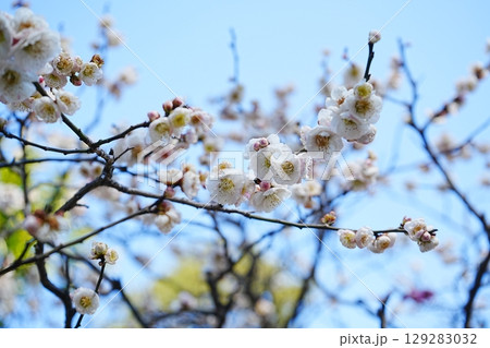 日本 ピンク色の梅の花 日本 ピンク色の梅の花 129283032