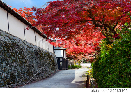 紅葉のある滋賀院門跡の道 紅葉のある滋賀院門跡の道 129283102