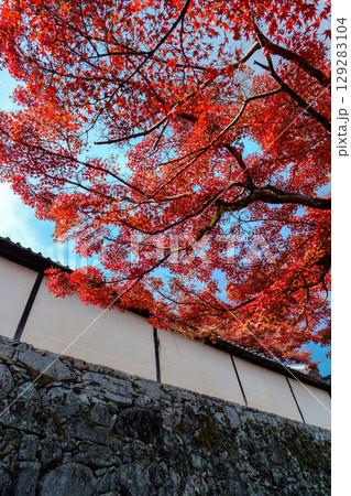 紅葉のある滋賀院門跡の道 129283104