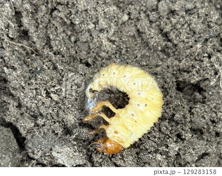 The larva of the cockchafer is buried in the ground. White larva of the garden pest on the ground, close-up. The larva of the cockchafer is buried in the ground. White larva of the garden pest on the ground, close-up. 129283158