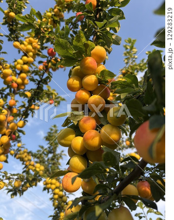 Plum (peach) tree with branches laden with ripe yellow fruits. Many yellow plums on a tree branch with blue sky in the background. Plum (peach) tree with branches laden with ripe yellow fruits. Many yellow plums on a tree branch with blue sky in the background. 129283219