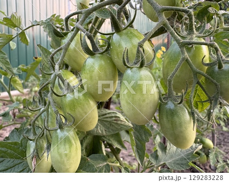 Many green cherry tomatoes on a bush in open ground. Green tomato plantation. Organic farming, natural farming. 129283228