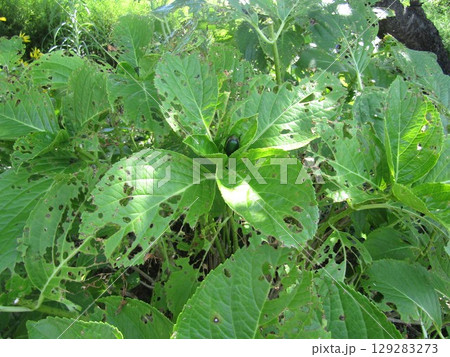 紫陽花の食害の犯人はコガネムシ 紫陽花の食害の犯人はコガネムシ 129283273