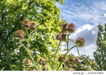 Wild cardoon with thorns or cynara cardunculus, biennial herbaceous plants of the asteraceae family 129283469