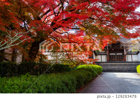 紅葉に包まれた滋賀院門跡の勅使門 紅葉に包まれた滋賀院門跡の勅使門 129283478