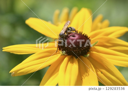 花を訪れたシロオビハラナガツチバチ 花を訪れたシロオビハラナガツチバチ 129283536