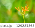 夏緑に揺れるキツネノカミソリ 129283868