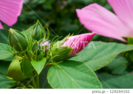 芙蓉のつぼみ 芙蓉のつぼみ 129284102