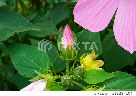 芙蓉のつぼみ 芙蓉のつぼみ 129284104