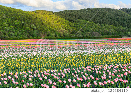 上湧別チューリップ公園の春の絶景 上湧別チューリップ公園の春の絶景 129284119