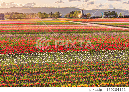 風車とチューリップが織りなす春の風景 129284121
