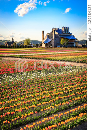 美しい夕日に染まるチューリップの絨毯 美しい夕日に染まるチューリップの絨毯 129284122