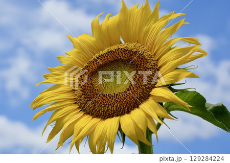 青空に咲く鮮やかな可愛いひまわり　白い雲 129284224