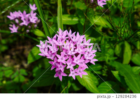 ペンタスの花 ペンタスの花 129284236