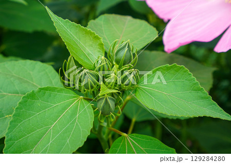 芙蓉のつぼみ 芙蓉のつぼみ 129284280