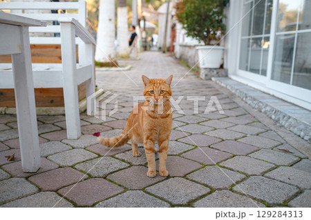 Street cats of Turkey country Street cats of Turkey country 129284313