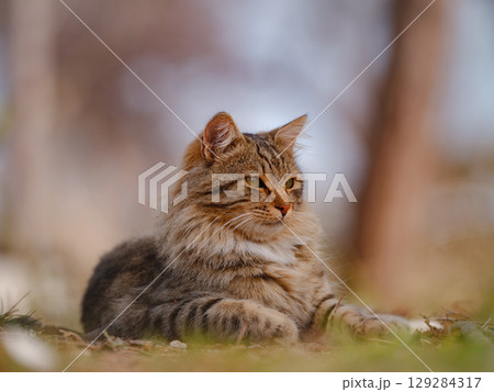 Street cats of Turkey country Street cats of Turkey country 129284317