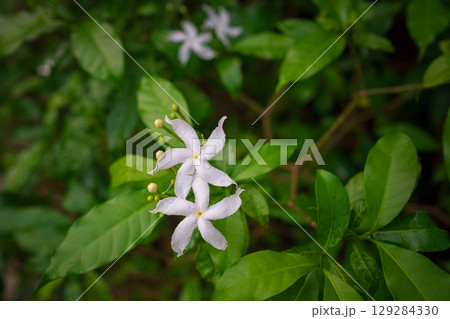 walk in Perdana Botanical Garden, Kuala Lumpur , Malaysia walk in Perdana Botanical Garden, Kuala Lumpur , Malaysia 129284330