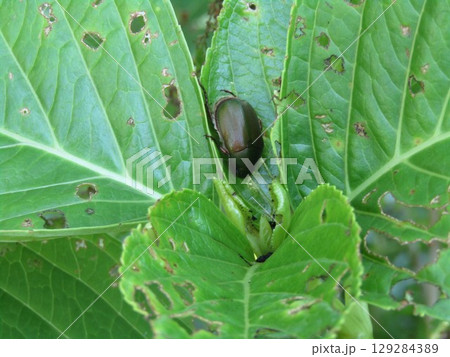 紫陽花の食害の犯人はコガネムシ 129284389