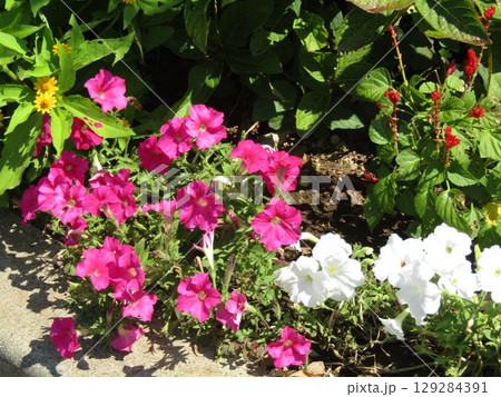 こじま花の会花畑のペチニアの桃色の花と白い花 129284391