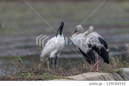 Black-headed Ibis (Threskiornis melanocephalus) In the rice fields of Thailand. 129284542