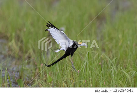 Pheasant-tailed Jacama (Hydrophasianus chirurgus) Flying over Thai rice fields. 129284543
