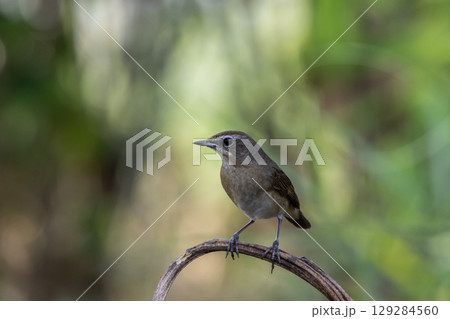 Siberian Rubythroat It is a migratory bird from China that comes to Thailand during the cold weather. 129284560