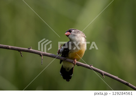 Red avadavat  It is a small bird in the bird family. This bird is found in open fields and grasslands in tropical Asia. 129284561
