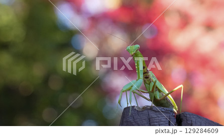 カマキリとにらめっこ カマキリとにらめっこ 129284609
