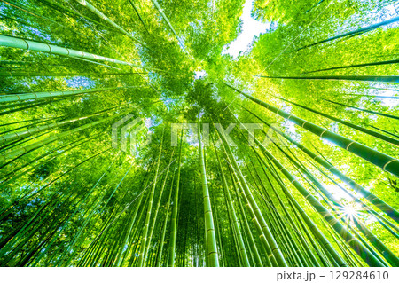 日本の横浜都市景観8月6日。緑色に染まる竹林と木漏れ日。強い夕方の日差し…猛烈な暑さ… 129284610