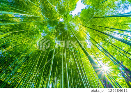 日本の横浜都市景観8月6日。緑色に染まる竹林と木漏れ日。強い夕方の日差し…猛烈な暑さ… 129284611