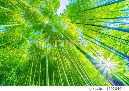 日本の横浜都市景観8月6日。緑色に染まる竹林と木漏れ日。強い夕方の日差し…猛烈な暑さ… 日本の横浜都市景観8月6日。緑色に染まる竹林と木漏れ日。強い夕方の日差し…猛烈な暑さ… 129284644
