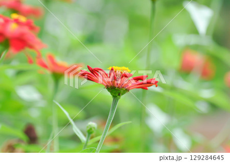 Zinnia violacea Cav, Z violacea or Plantae, Asteraceae or Magnoliopsida or Zinnia violacea or red flower and a butterfly 129284645