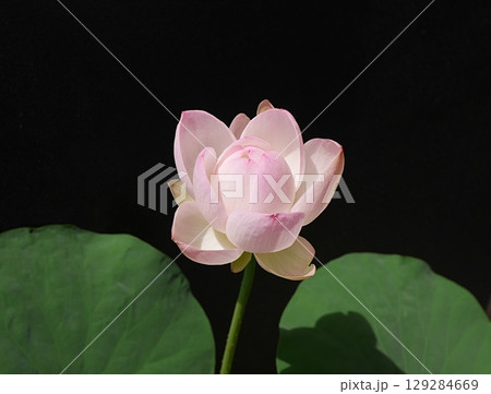 茶碗蓮の花(黒背景)20250701 茶碗蓮の花(黒背景)20250701 129284669