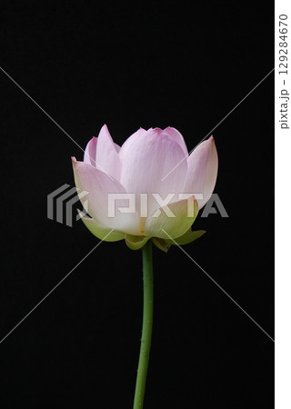 茶碗蓮の花（黒背景）20250702 129284670